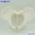 PNT-0111cy Medical science natural size male pelvis model